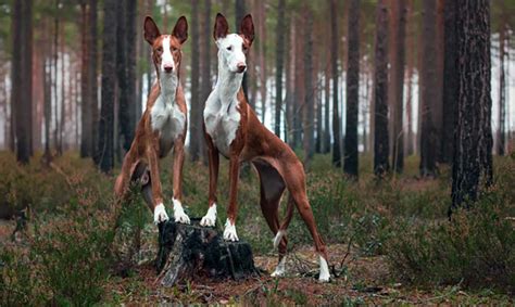 venta de podencos ibicencos|Podenco Ibicenco Perros Raza